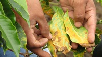 coffee leaf rust.jpg