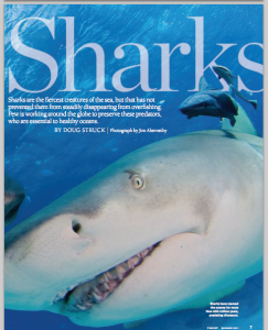 Shark Cover Story