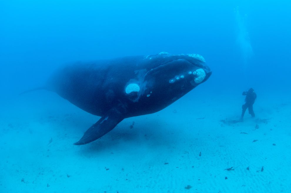 Southern Right Whales, (Eubalaena australis) underwater off the Auckland Islands, New Zealand (sub Antarctic islands)..