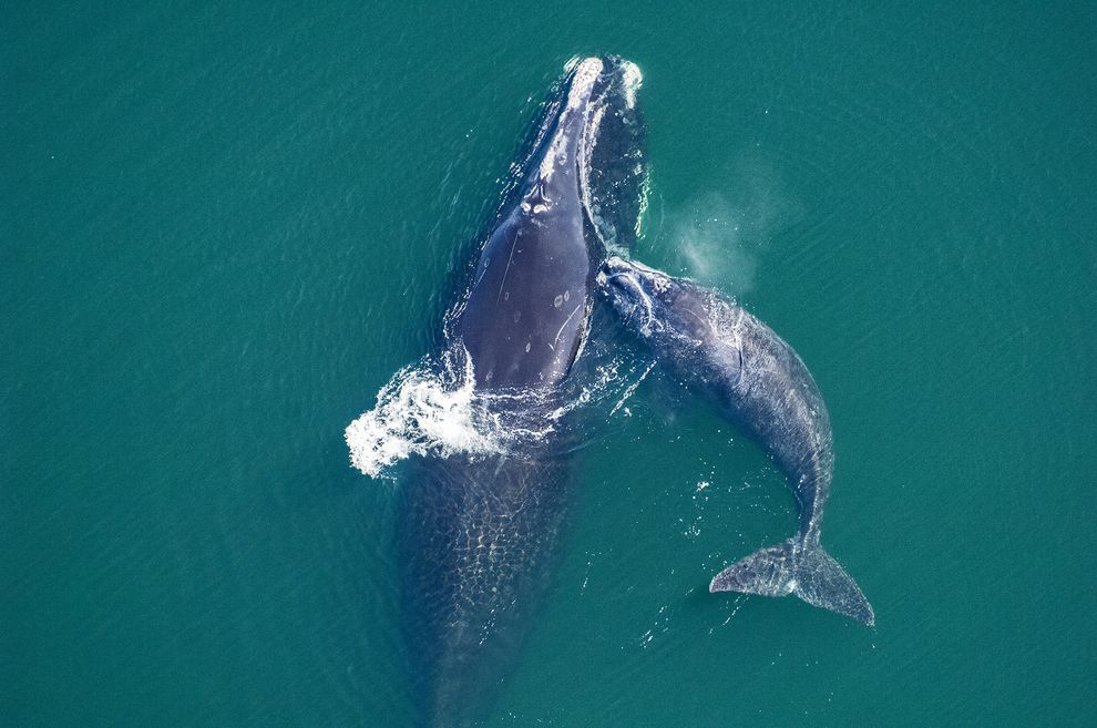 Northern Right Whale mother & calf (Eubalaena glacialis) off Atlantic coast of Florida. Aerial views.. 
