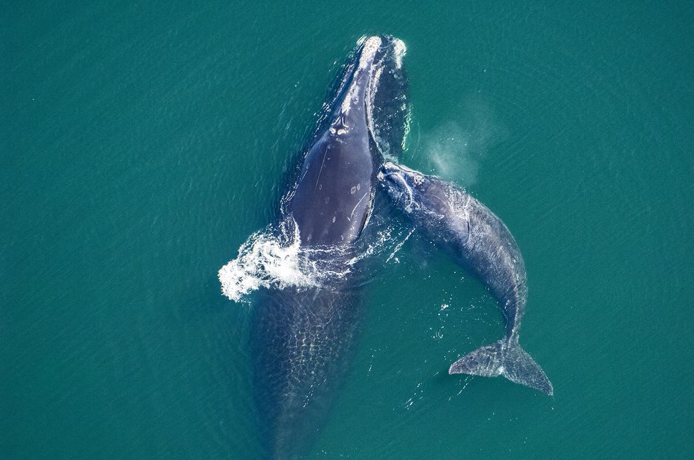 Will Atlantic Ocean Oil Prospecting Silence Endangered Right Whales? – Doug Struck