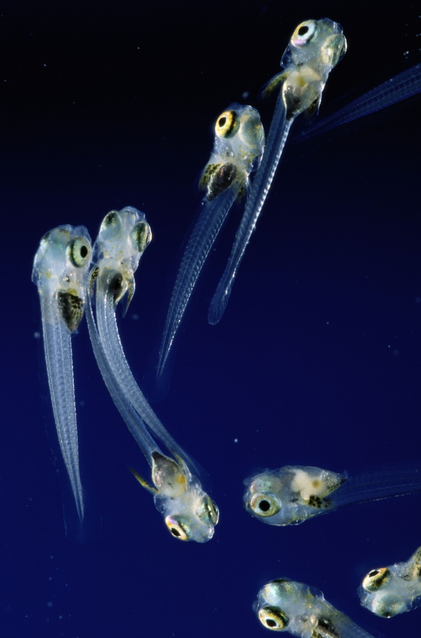 Picture of striped blenny fish larvae